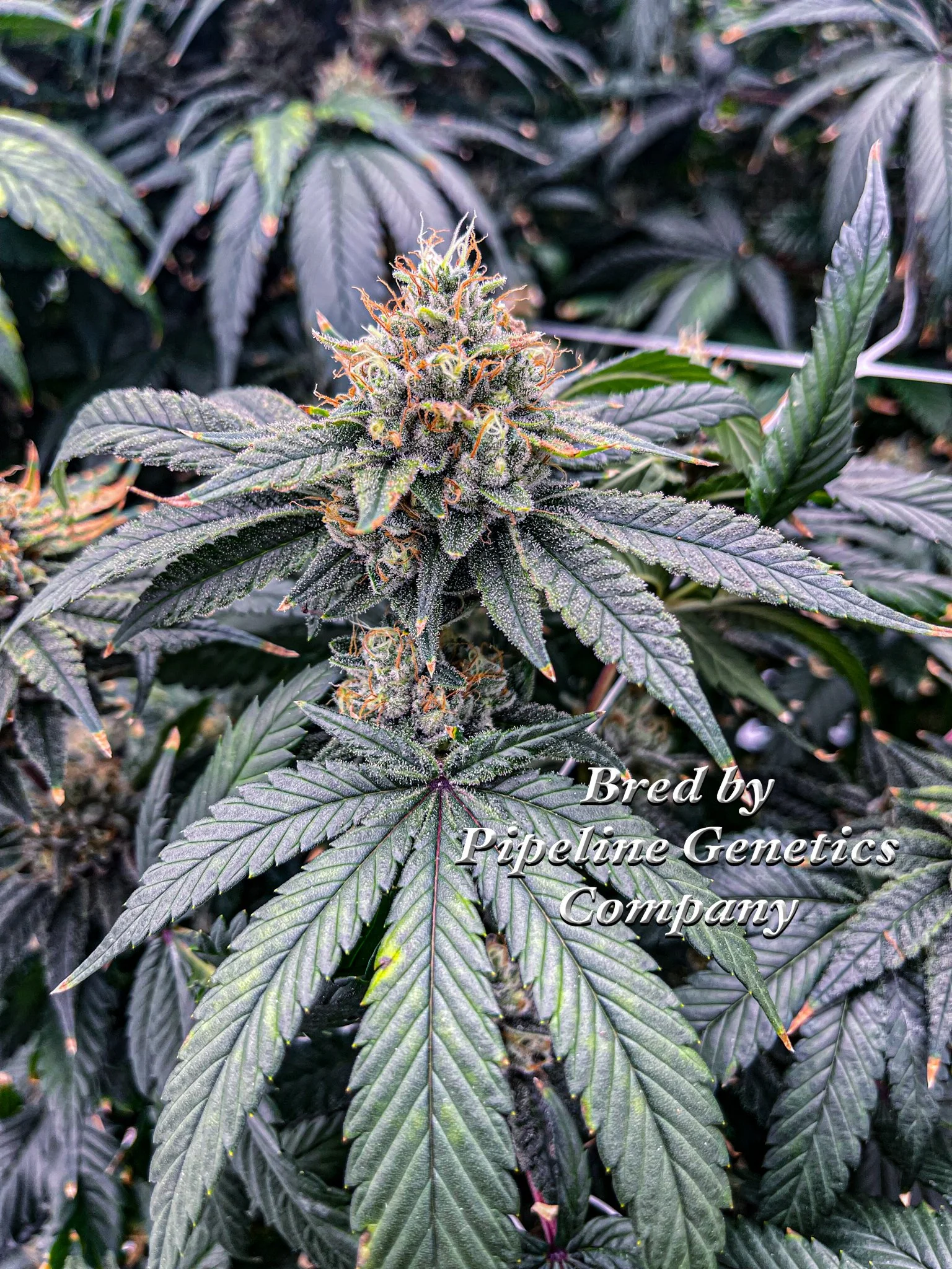 Pure Fruit Pipeline Genetics Company-3.jpg