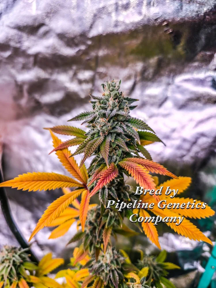 Halman Apricot - Apricot Line