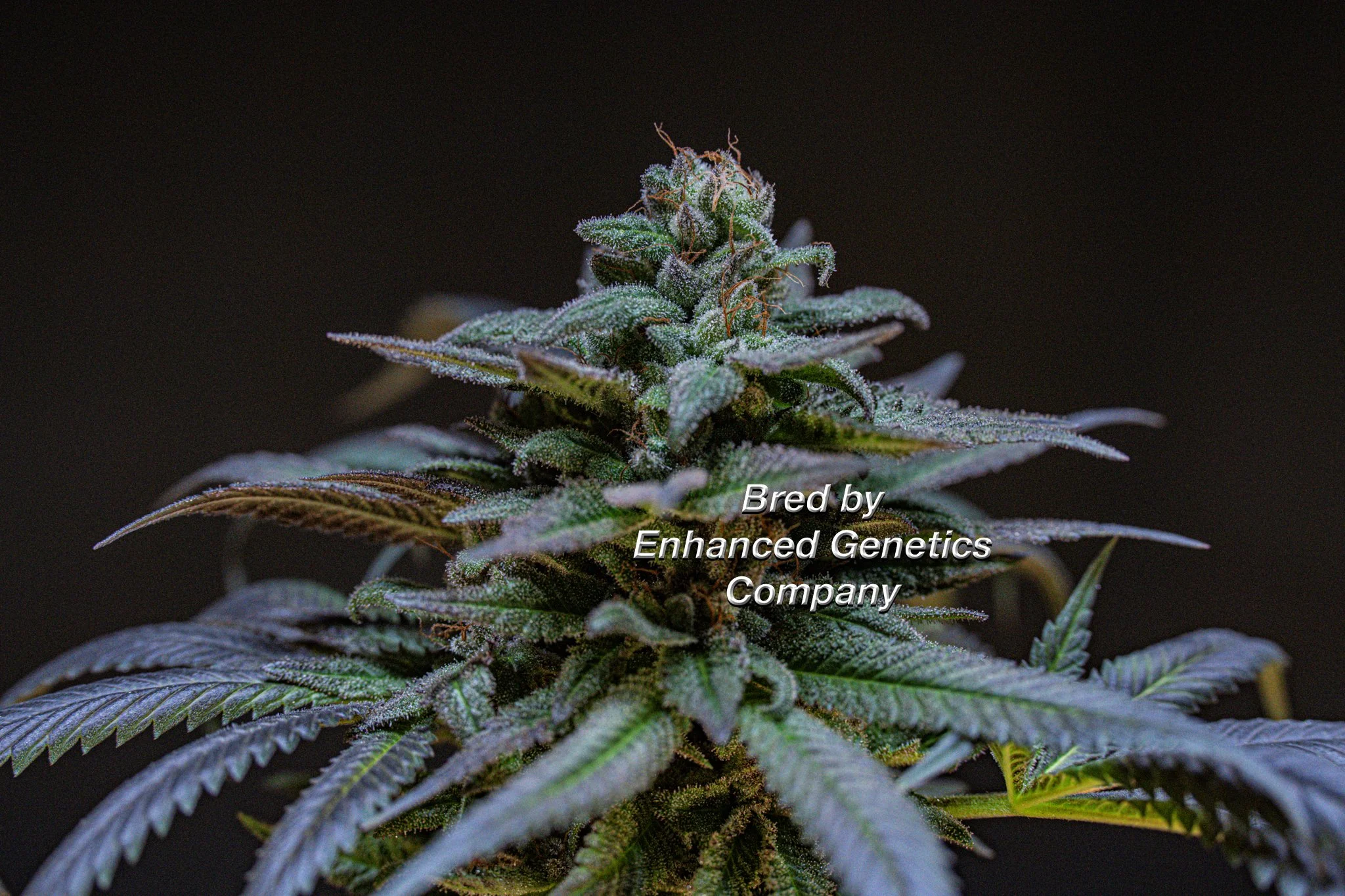 Full Metal Cherry 2.0 Bred by Enhanced Genetics Company-6.jpg