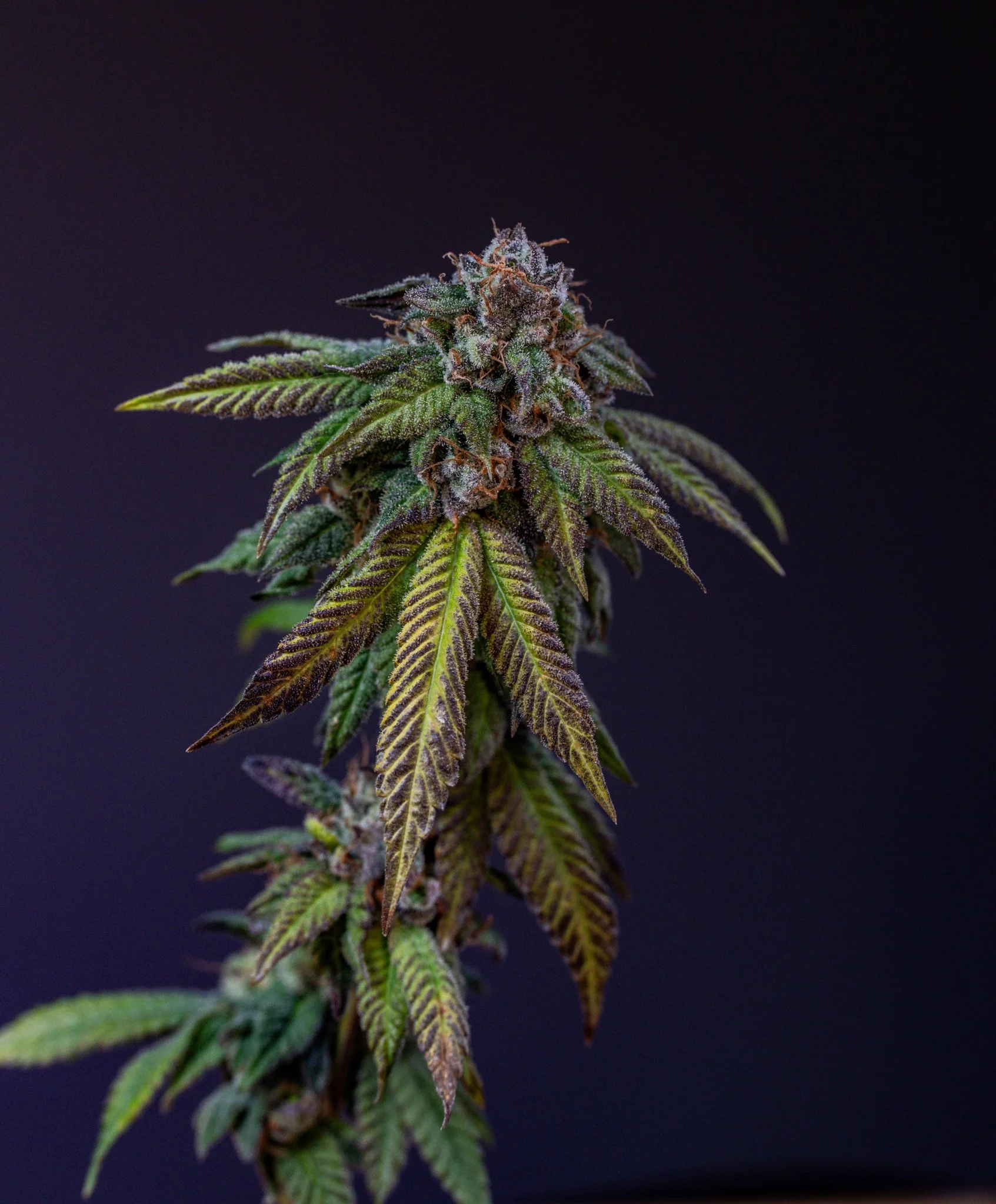 African Gassy Candi Pipeline Genetics Company-3 Smaller.jpg