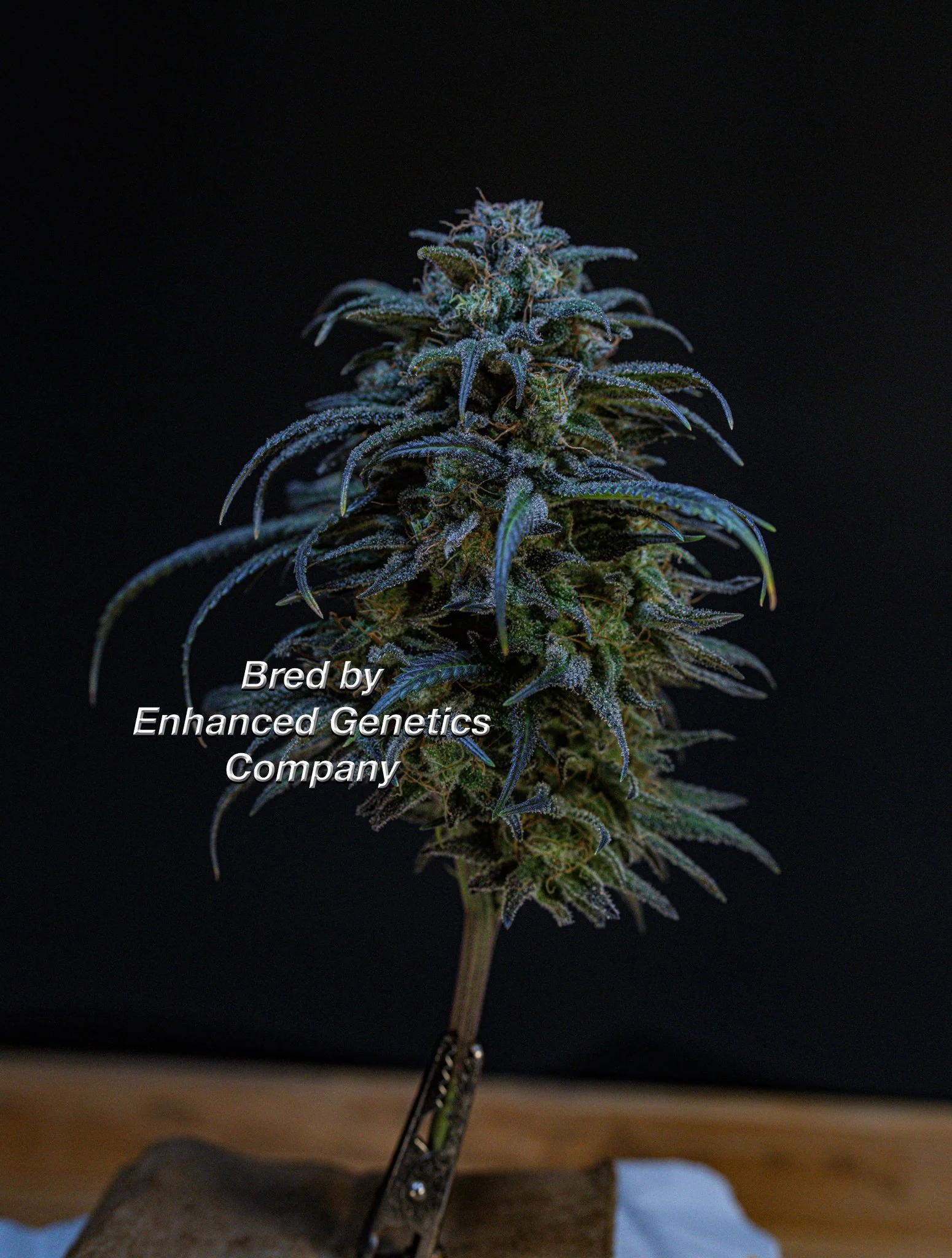 Afghani Candi 1 Bred by Enhanced Genetics Company-3.jpg