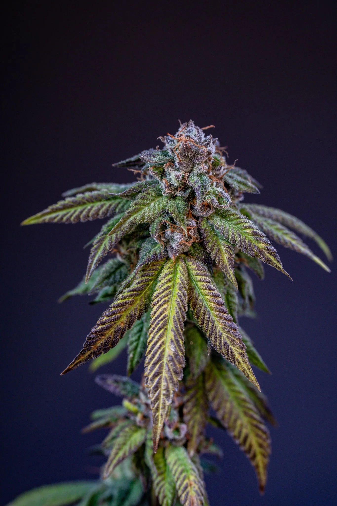 African Gassy Candi Pipeline Genetics Company-1 Smaller.jpg