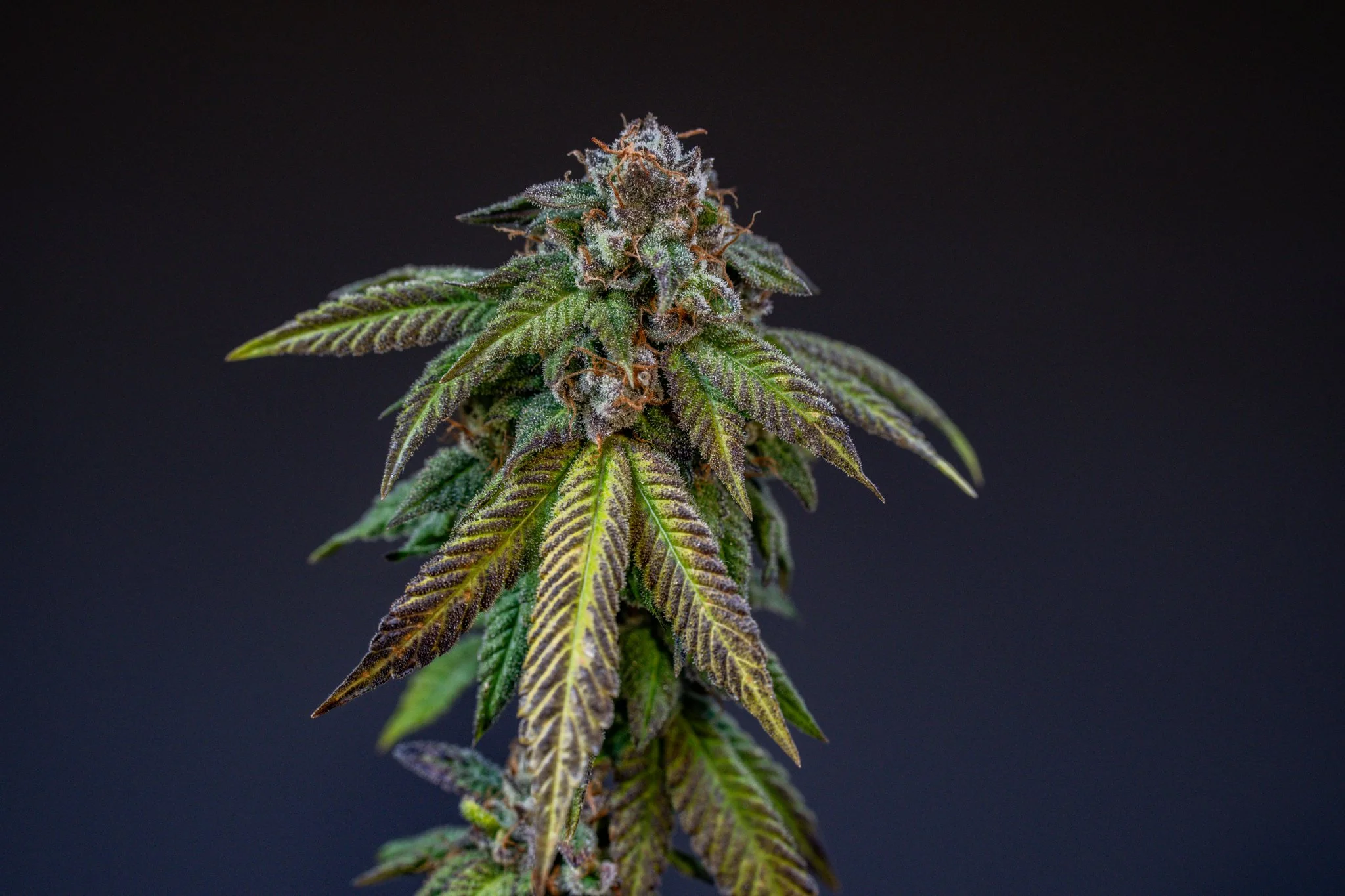 African Gassy Candi Pipeline Genetics Company-2 Smaller.jpg