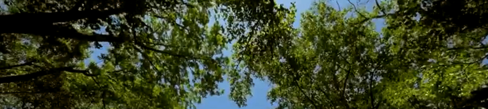 trees.gif