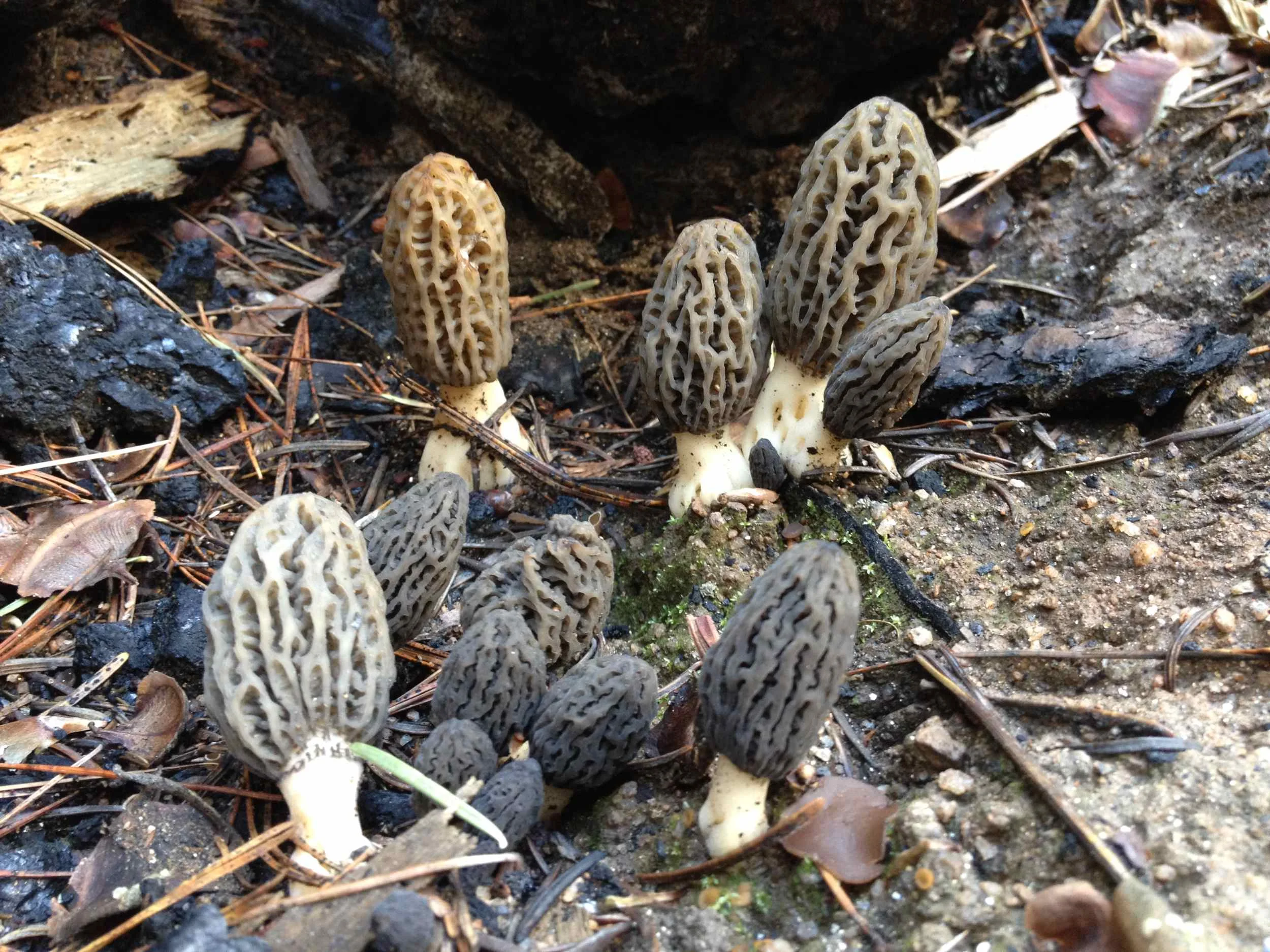 Morchella