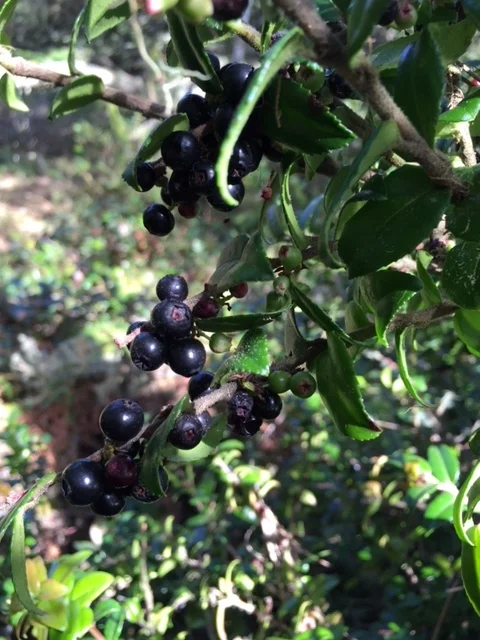 California Evergreen Huckleberries