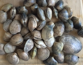 Littleneck/Manila Clams
