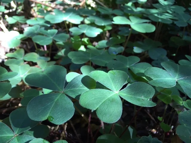 Redwood Sorrel