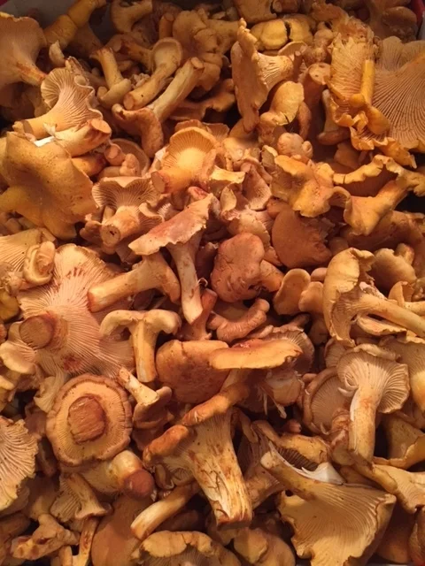 Chanterelles