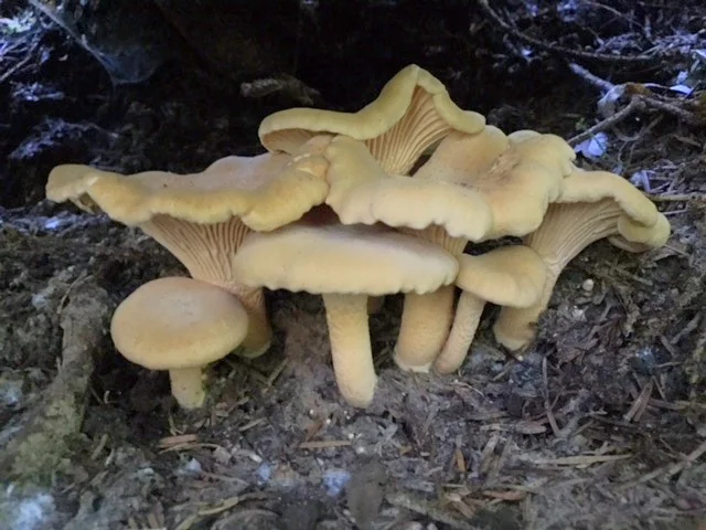 Fog Drip Chanterelles