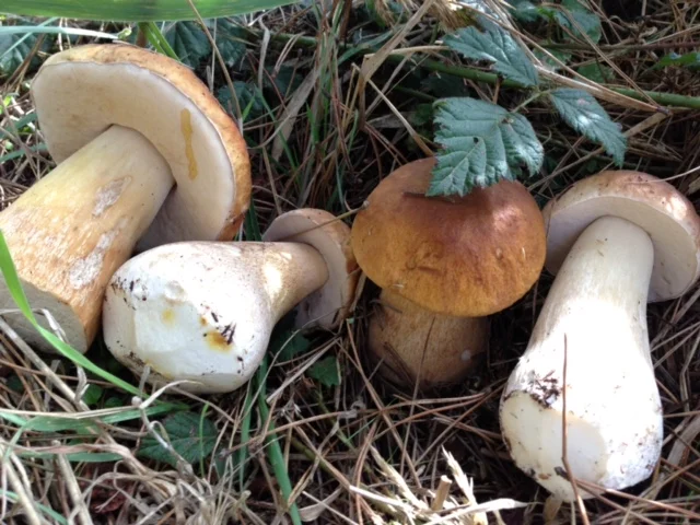 Coastal King Boletes