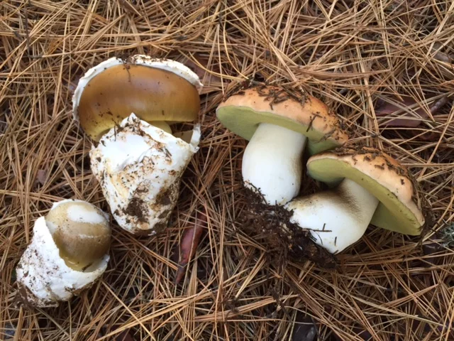 Coccora and Queen Boletes
