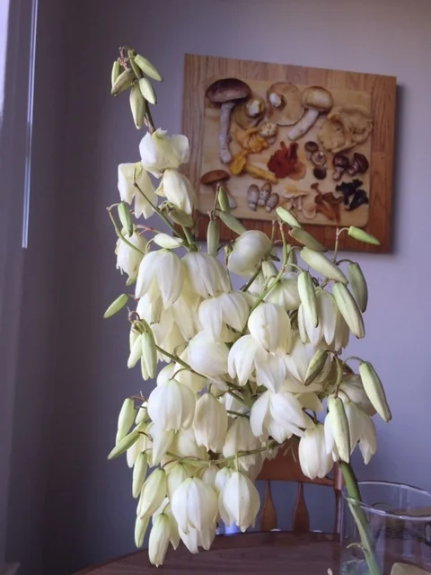 Yucca Blossoms