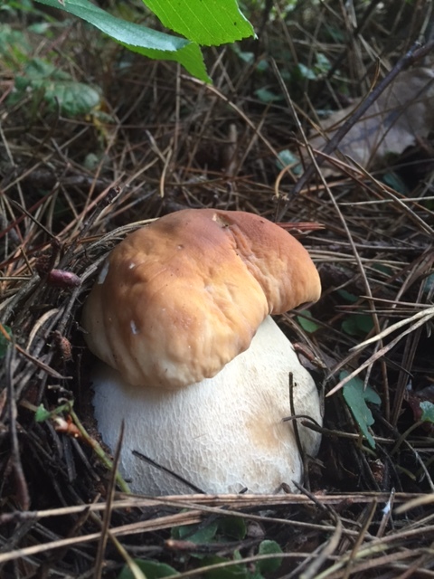 King Boletes