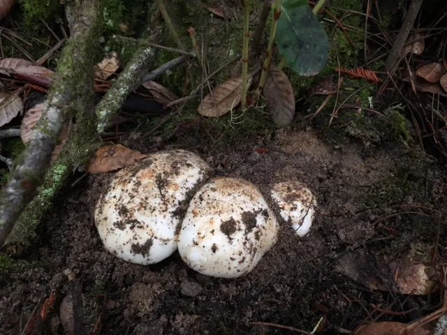 American Matsutake