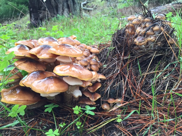 Honey Mushrooms