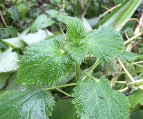 Stinging Nettles