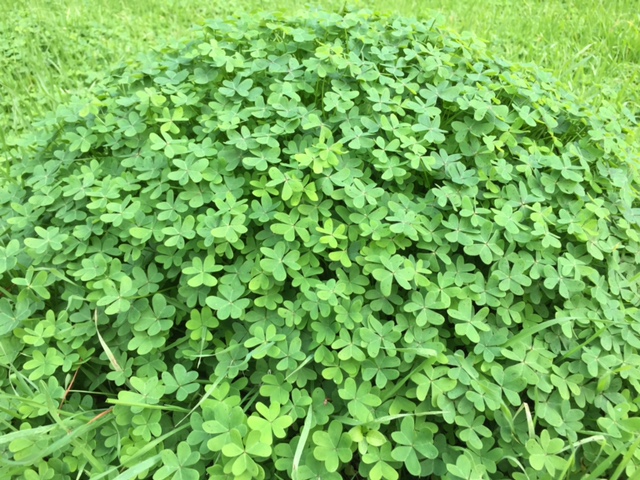 Oxalis