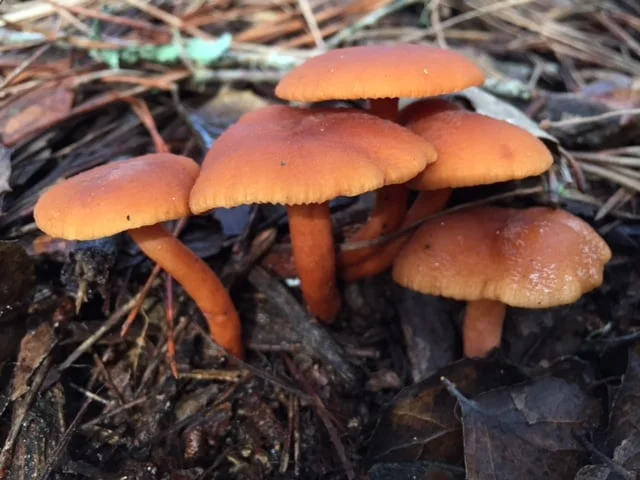 Candy Caps