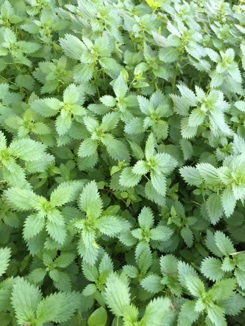 Stinging Nettles