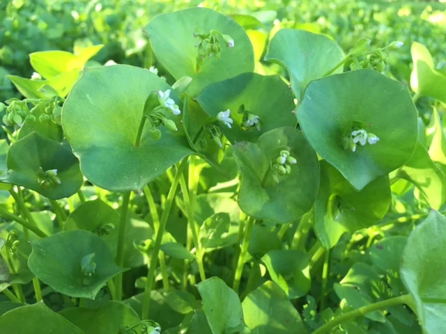Miner's Lettuce