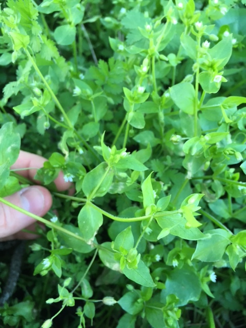 Chickweed, Miner's Lettuce, Wood Sorrel