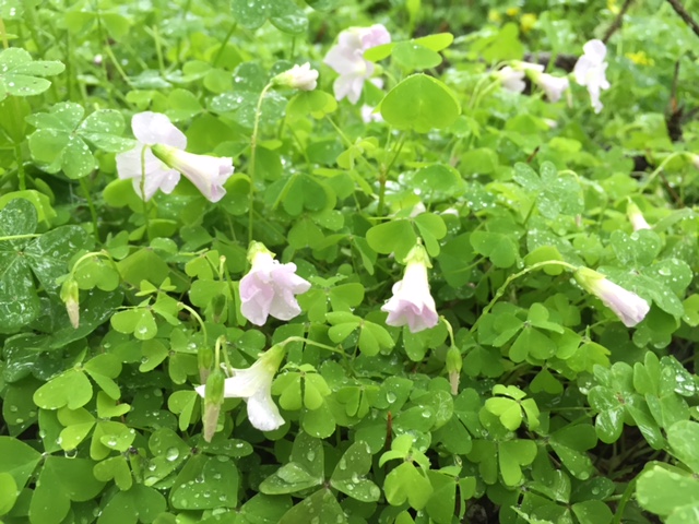Oxalis/Wood Sorrel