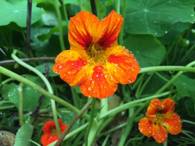 Nasturtium