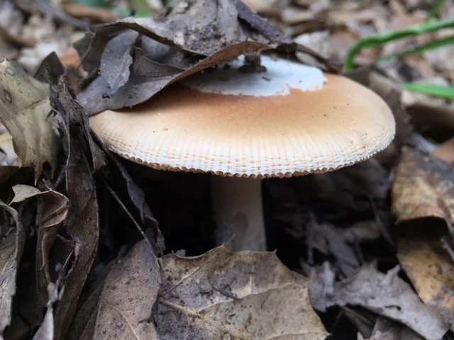 A fully mature specimen.