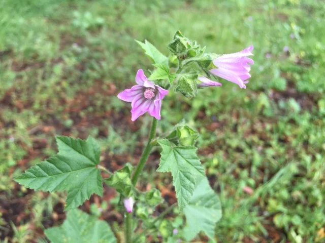 Mallow puts forward its mild edible flower.