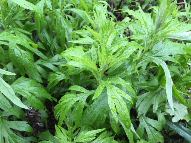 California Mugwort