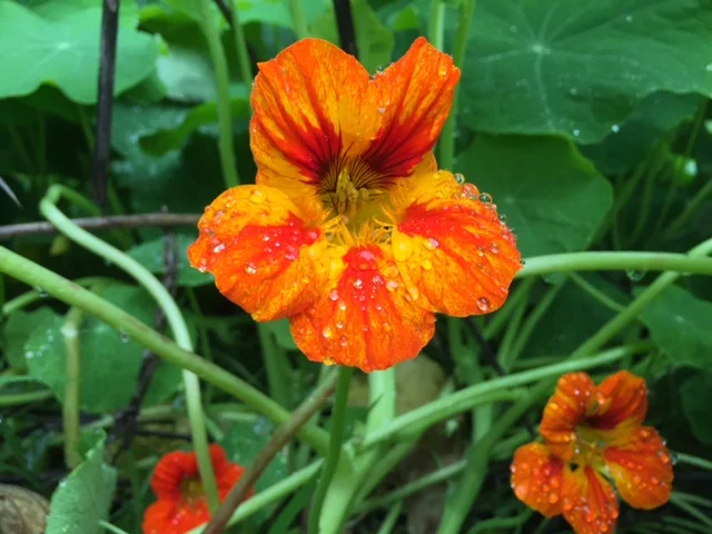 Brightly colored nasturtium flowers are beautiful and peppery.