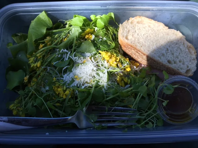 A forager's lunch on the go: miner's lettuce, chickweed, and mustard flowers.