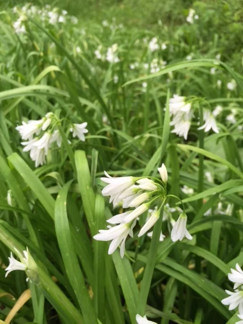 Wild onion