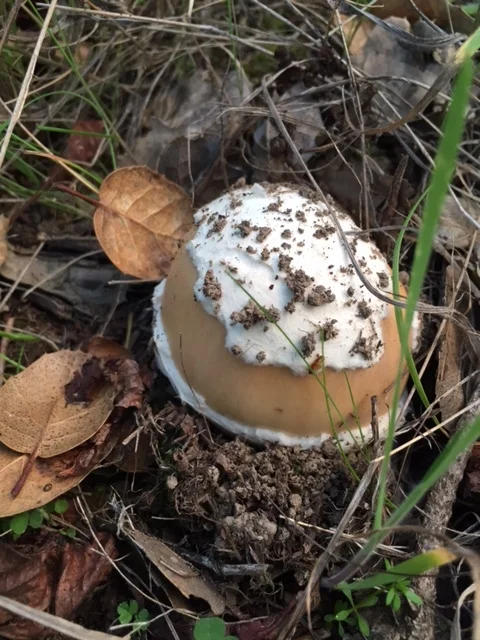 A young velosa hatching out of its fluffy white shell. Italians refer to certain edible amanitas as "ovoli," or eggs.