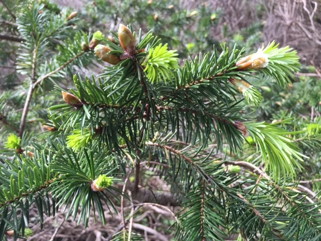 Fir Tips
