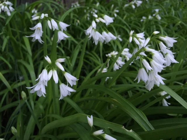 Wild Onion