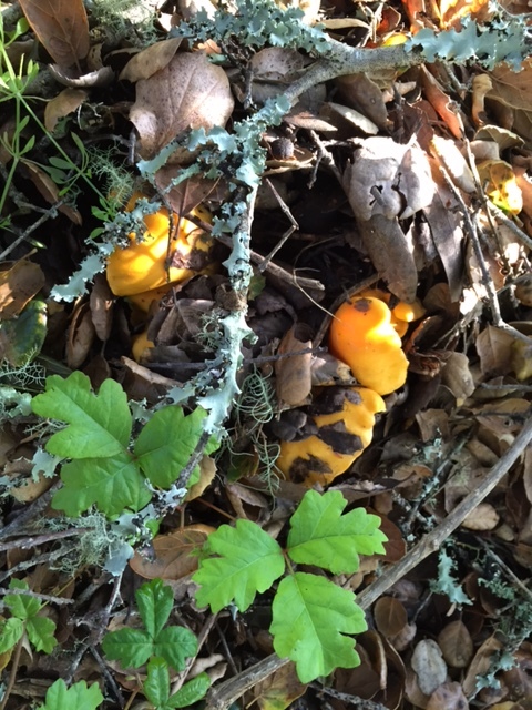 Chanterelles (Californicus)