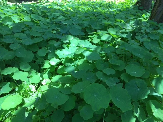 Nasturtium