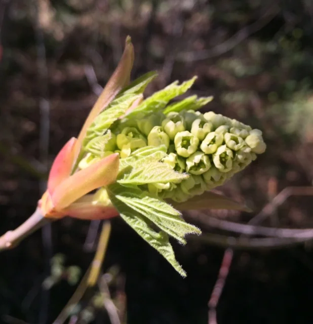 Bigleaf Maple