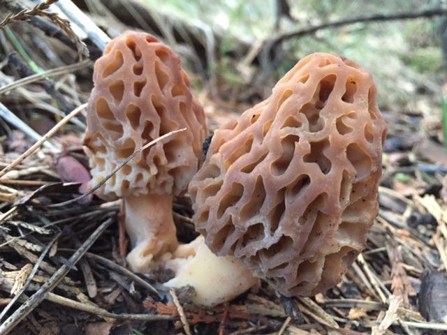Morchella