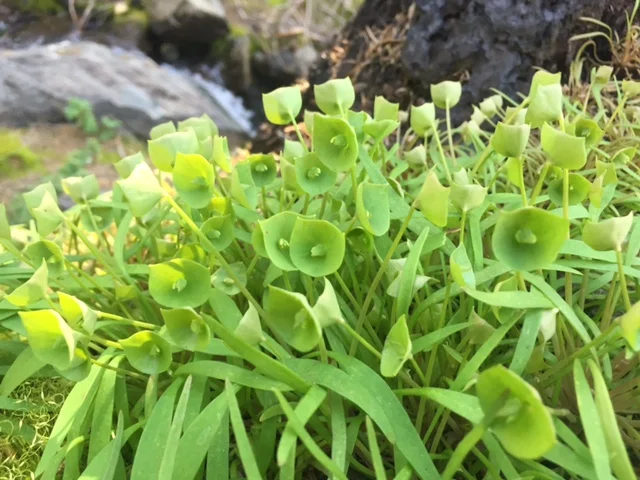 Mountain Miner's Lettuce