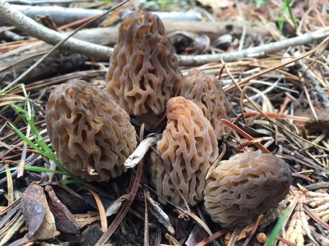 Morchella