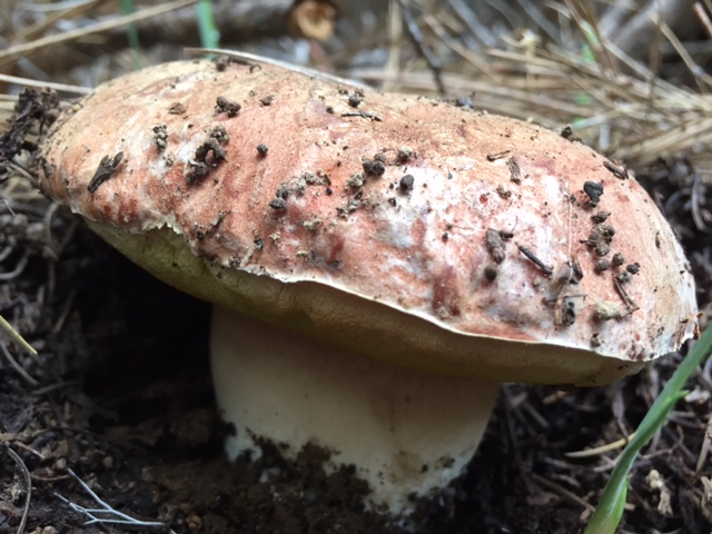 Spring Porcini