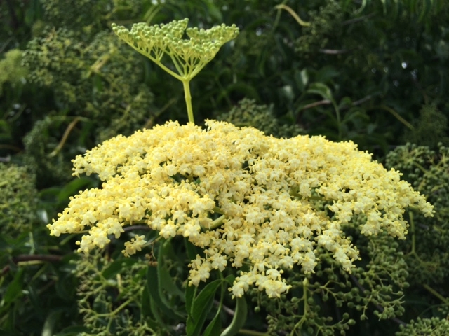 Elderflowers