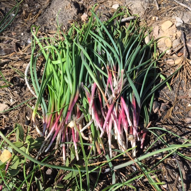 Sierra Onions