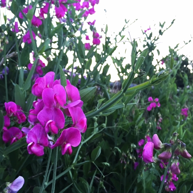 Sweet Pea