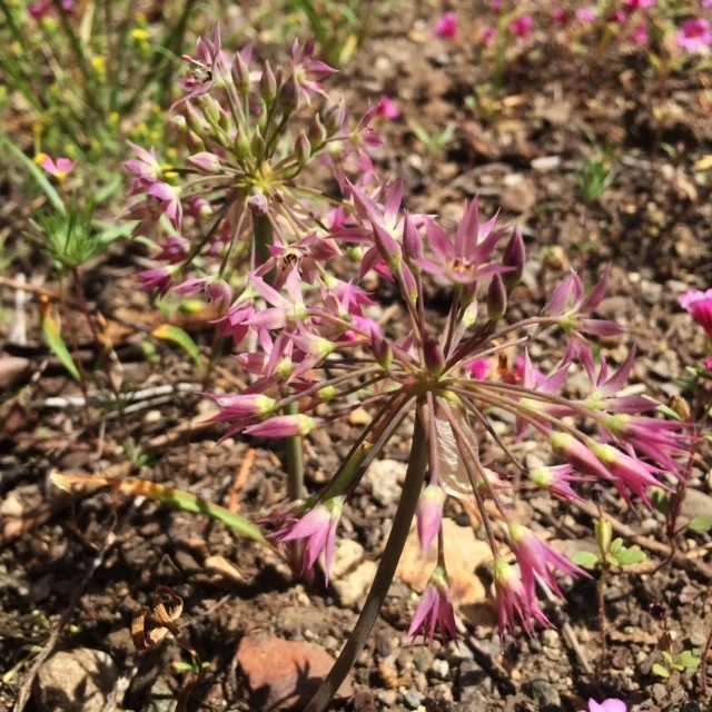 Sierra Onion Flowers