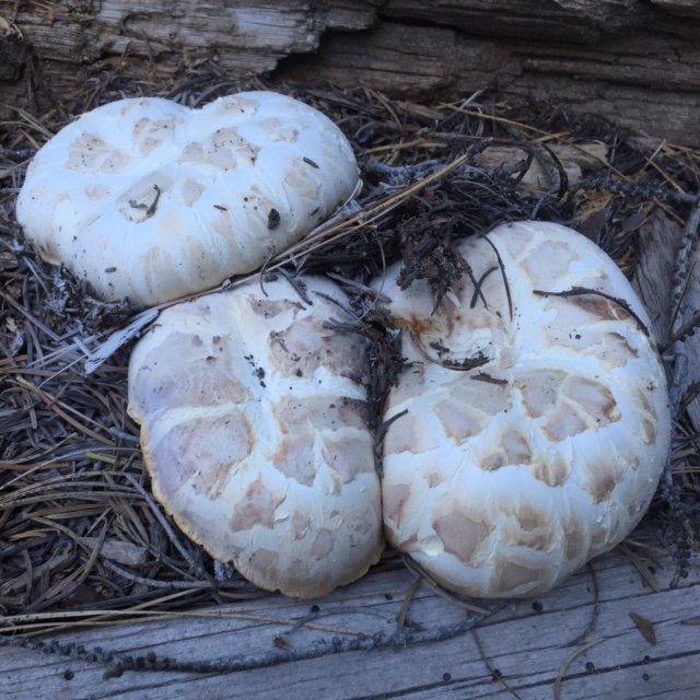 Sawtooth Mushroom
