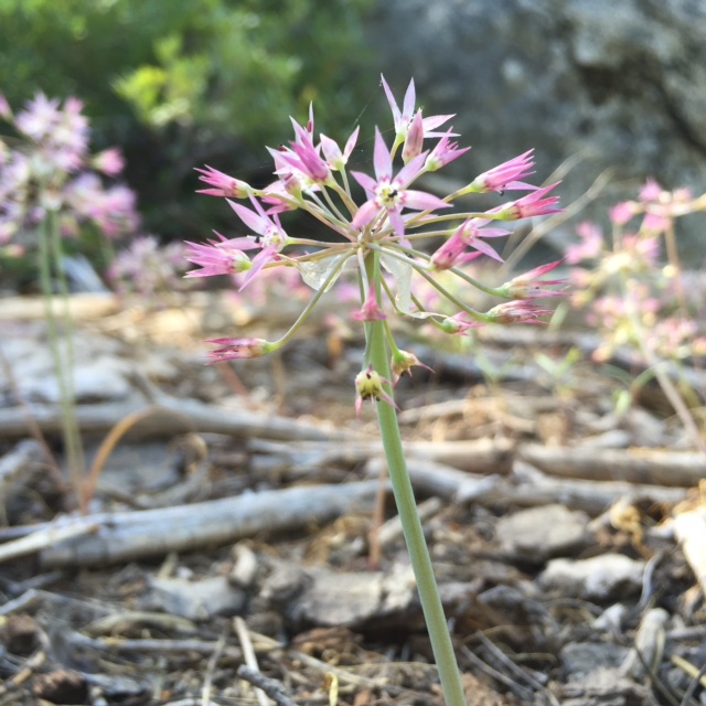 Sierra Onion Flowers